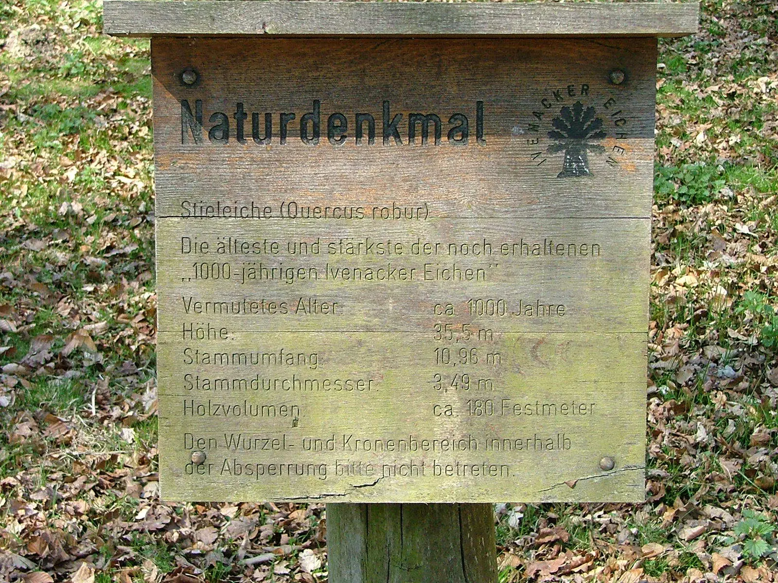 Ivenacker Eichen 12 11 04 19 23 38 46 0556