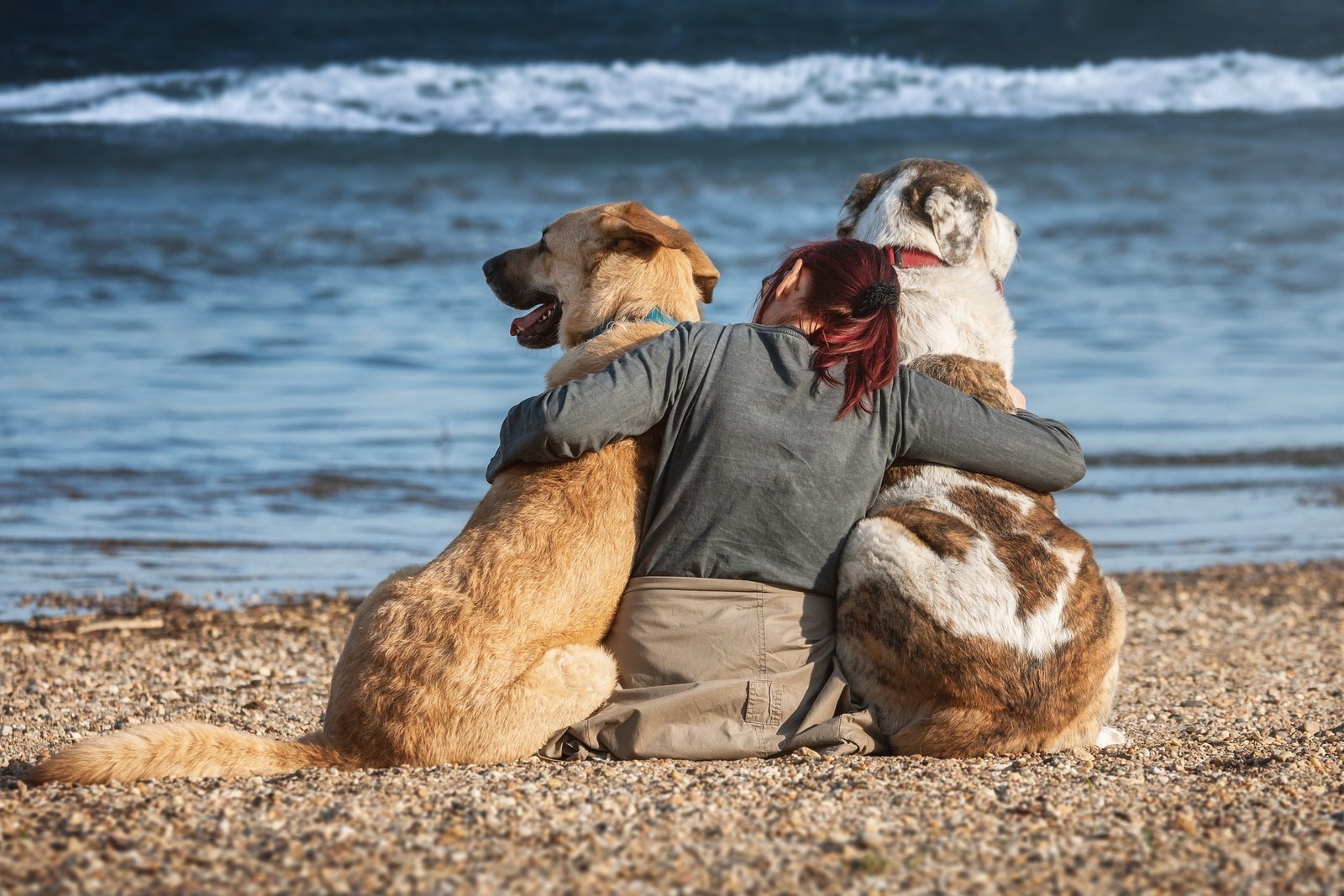 Ostsee Urlaub mit Hund: 7 Tipps und Infos für eine unvergessliche Reise